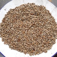 產(chǎn)地直銷(xiāo)100斤/袋苦蕎麥 釀酒苦蕎麥，燒酒蕎麥?zhǔn)称肥w麥 不包郵