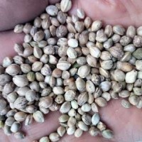 80斤/袋鳥(niǎo)食線麻子、鳥(niǎo)料火麻仁、油料火麻仁 花肥線麻子運(yùn)費(fèi)到付