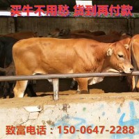 先養(yǎng)后付款在線咨詢魯西黃牛肉牛犢價(jià)格買利木贊牛犢免費(fèi)運(yùn)輸?shù)郊? onmouseover=