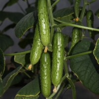 海諾瑞特T23 中大刺 旱黃瓜種子節(jié)間短耐低溫抗性強(qiáng)