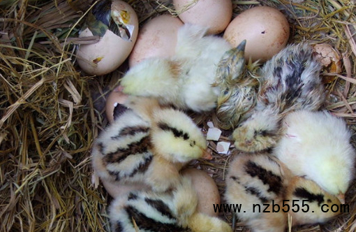 微信截圖_20220401172151