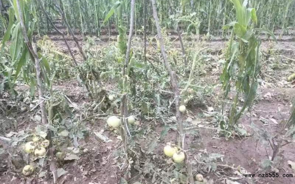 冰雹導致部分露地蔬菜絕收。北京市農(nóng)業(yè)技術推廣站供圖