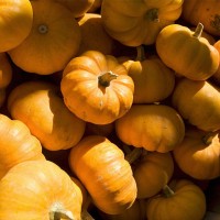 廠家批發(fā)農莊種子四季種植高產耐熱耐寒出芽率高農家番茄菠菜南瓜