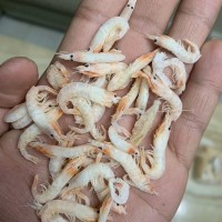 寵物飼料蝦干倉(cāng)鼠糧零食蝦干小蝦干面包蟲(chóng)魚(yú)干蝦干黃粉蟲(chóng)干白蝦干