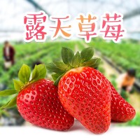 大涼山露天草莓新鮮水果 好吃有營(yíng)養(yǎng)自家果園鮮香 新鮮采摘