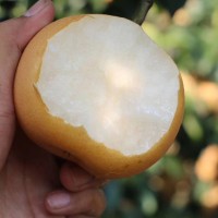 萊陽五龍河水秋月梨新鮮對(duì)肺好多汁皮薄很甜潤潴河5斤裝萊陽大梨 2箱起批