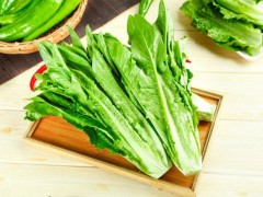 種植油麥菜的最佳時間！選對種植時間，油麥菜才能高產！