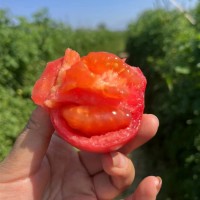 攀枝花西紅柿高山漏天西紅柿新鮮9斤番茄蔬菜生吃大沙瓤西紅柿