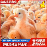 純種大紅公雞出殼苗有貨　哪里的小雞苗好養活　雞苗怎么育雛