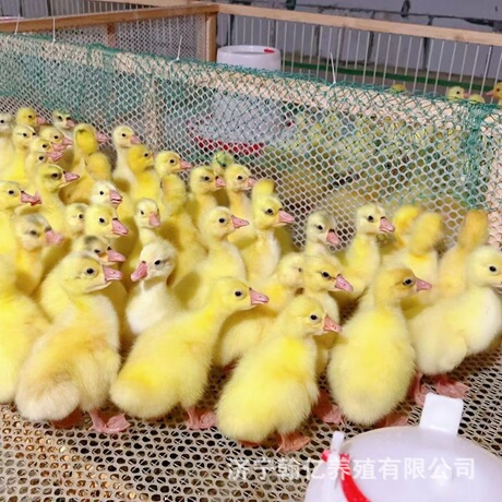 O1CN01QtJ7rM1WvoEwzYcNi_!!2215380572851-0-cib