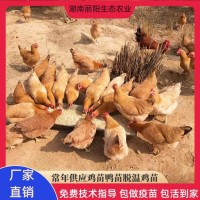 雞苗湘黃雞活體小雞仔母苗林下跑山小腳土雞易活好養(yǎng)支持技術(shù)指導(dǎo)