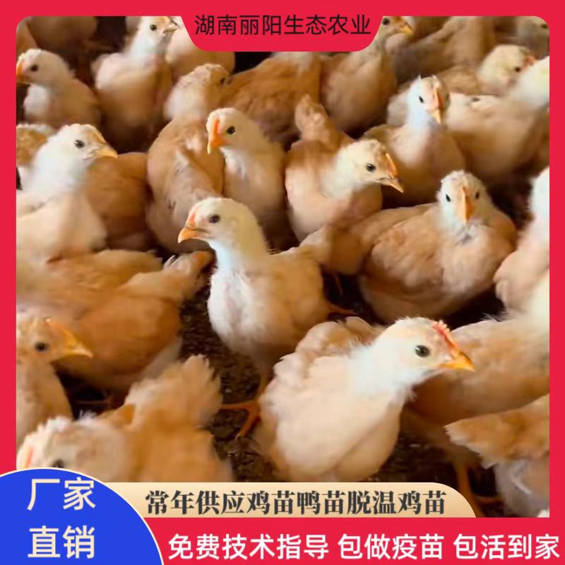 O1CN01f1QKFZ1YWjkzWUu1F_!!4179433067-0-cib