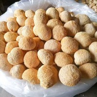 產(chǎn)地直銷古田猴頭菇500G干特產(chǎn)批發(fā)食用菌健脾