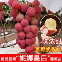 山東供應(yīng)妮娜皇后嫁接葡萄苗（0.5以上一級苗）優(yōu)質(zhì)妮娜公主葡萄