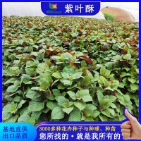 紫葉酥種子新采紫蘇園藝草本植物綠葉紫蘇紅葉芳香類(lèi)蔬菜花卉種籽