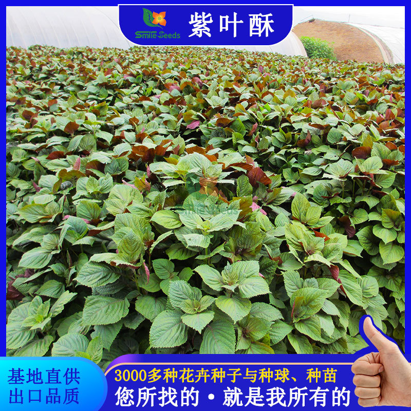 O1CN01oTKjUX1kfECpBRnWe_!!977684710-0-cib