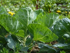 如何改善大棚土壤中顏色發青與發紅的問題？