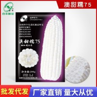 澳甜糯75白玉米種子高大飽滿(mǎn)甜玉米種籽四季香甜軟糯玉米種孑大全