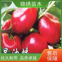 紅色水蜜桃蟠桃油桃 錦繡黃桃樹苗 繁育基地 種植成活率高 保濕發(fā)貨