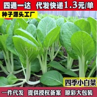 四季小白菜種孑綠葉甜白菜種籽農家菜園青菜籽種陽臺盆栽蔬菜種孑