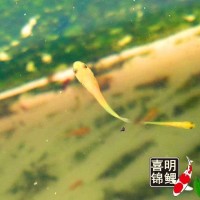 2025年喜明春季水花魚苗批發預訂往屆錦鯉水花成長過程分享