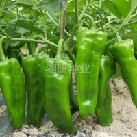 大果99-湘研老品種早熟、薄皮燈籠椒菜椒辣椒種子