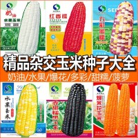 甜糯高產(chǎn)玉米種子批發(fā)水果玉米種子廠(chǎng)家直銷(xiāo)白糯彩爆花黑紅玉米種