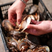 廠家直供3_12 鮑魚批發 福建東山帶殼活凍大鮑魚餐飲酒店食材供應