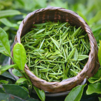 唐風融茶香新至西安品茶工作室邀你共嘗春茶第一鮮