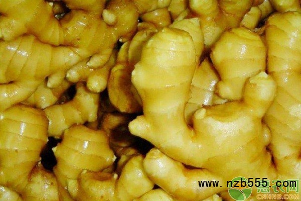  生姜栽培技術(shù)和管理-圖片版權(quán)歸惠農(nóng)網(wǎng)所有