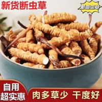 那曲冬蟲夏草大斷草純肉節蟲草斷草自用超實惠一手貨源批發天然