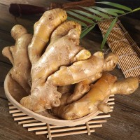 應季蔬菜火鍋調味料全年廠家大姜保鮮姜 現挖新鮮生姜老姜月子姜