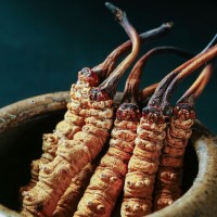 西藏那曲冬蟲夏草批發新貨蟲草散裝一手貨源冬蟲夏草源頭產地批發