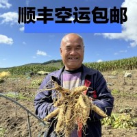長白山人參一件代發(fā)泡酒煲湯酒瓶參東北特產送藥材參茸鮮盒裝紅參
