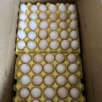 農家散養土雞蛋糧食喂養土雞白殼紅殼批發谷物柴雞蛋笨雞蛋營養