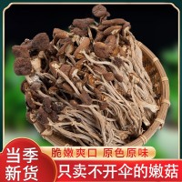 茶樹菇干貨不開傘2024新鮮菌類農家干貨5KG蘑菇無硫煲湯材料