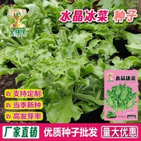 水晶冰菜種籽陽臺盆栽蔬菜種子大全四季冰草苗秧秋冬種植青菜種孑