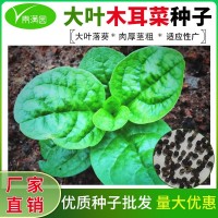 批發(fā)大葉木耳菜種子四季大葉鮮嫩豆腐菜盆栽庭院耐熱蔬菜種籽