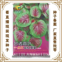 喜良種子廠家直售批零四季種植 臺(tái)選圓葉一點(diǎn)紅花紅莧菜（262）