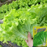 玻璃生菜種子四季播大速意大利紫葉脆嫩玻璃奶油陽臺盆栽種子易活