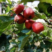 新鮮山楂果山東大五棱山楂大五棱小石榴酸楂糖葫蘆原料5斤非甜紅