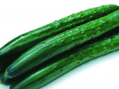 黃瓜科學施肥技巧！